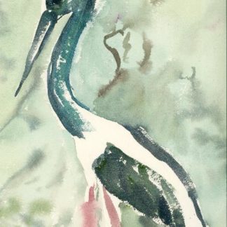 Pelican